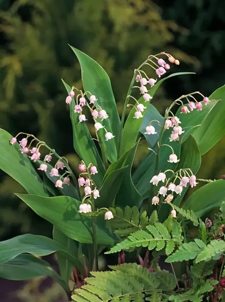 Konwalia (Convallaria majalis) 'Rosea' 1 szt.