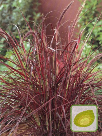 Trawa Ozdobna (Pennisetum) Fireworks