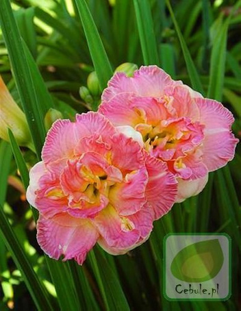 Liliowiec (Hemerocallis) Lacy Doily