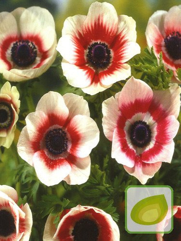 Zawilec (Anemone coronaria) 'Bicolor'