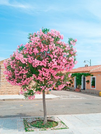 Oleander Drzewko 70 cm Wysokości