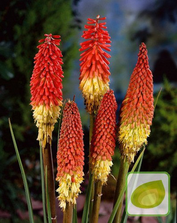 Nasiona Trytoma - Kniphofia