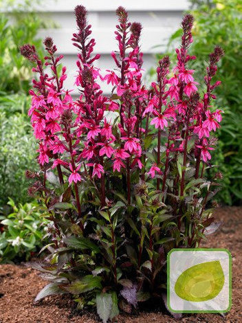 Lobelia (Lobelia cardinalis) Rose Princess