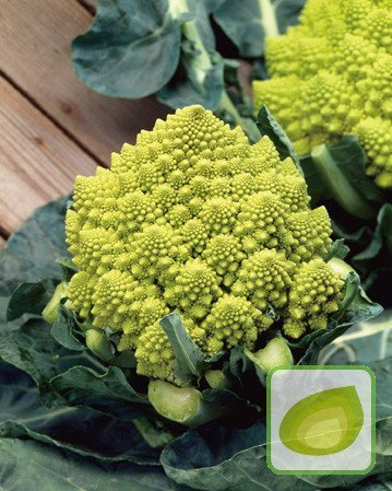 Nasiona Kalafior Romanesco