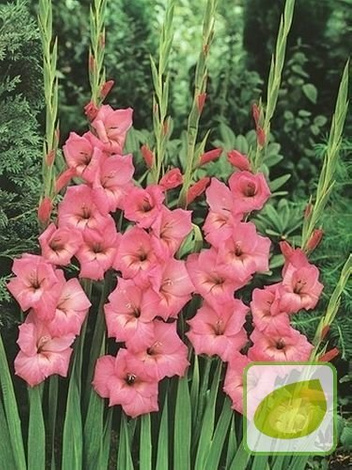 Mieczyk Tani (Gladiolus) Fidelio