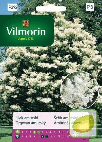 Nasiona Lilak Amurski - Syringa Amurensis