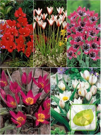 Zestaw Tulipany Botaniczne 3