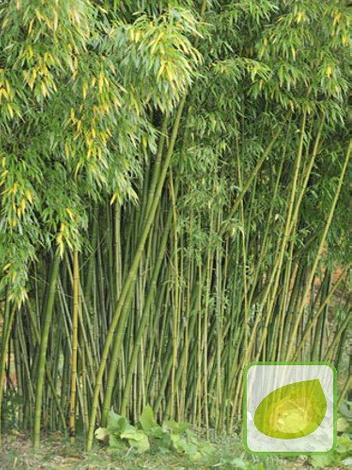 Nasiona Mrozoodporny Bambus - Phyllostachys pubescens