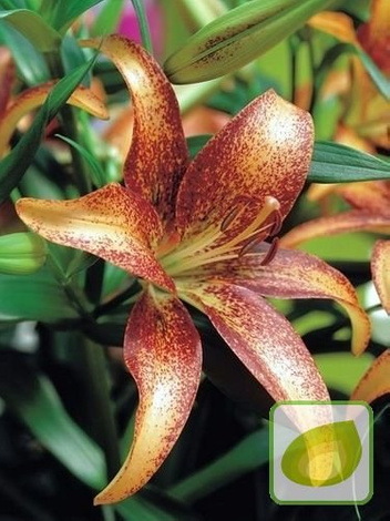 Lilia (Lilium) Kentucky