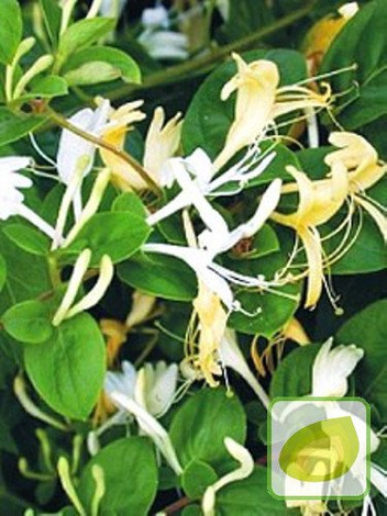 Wiciokrzew (Lonicera Caprifolium) Przewiercień