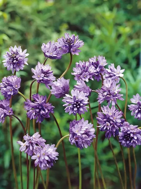 Dichelostemma Congestum