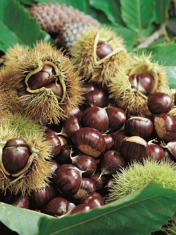 Kasztan Jadalny (Castanea sativa)