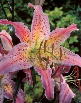 Lilia (Lilium) Pesaro