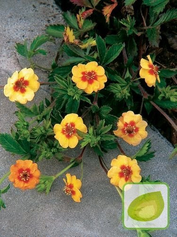 Pięciornik (Potentilla) Tonguei