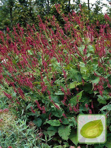 Rdest (Persicaria) Black Field