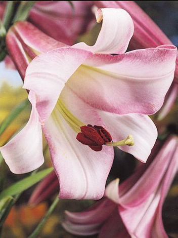 Lilia (Lilium) 'Pink Perfection' 1 szt.