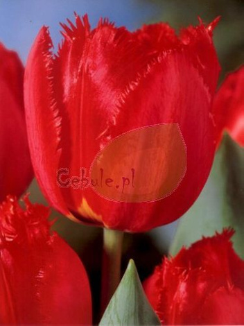 Tulipan Fringed Apeldoorn