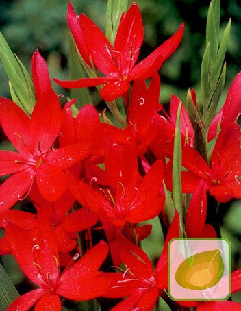 Schizostylis (Schizostylis) Coccinea