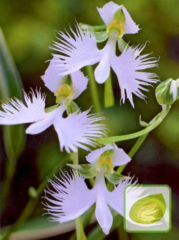 Storczyk ogrodowy (Habenaria radiata)