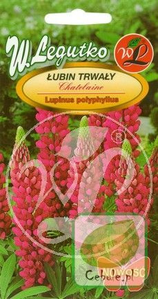 Nasiona Łubin Trwały Różowy - Lupinus