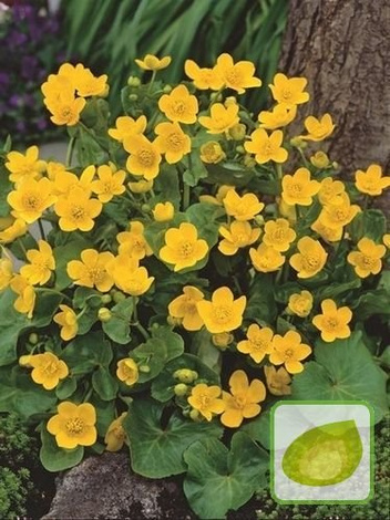 Kaczeniec (Caltha) Palustris