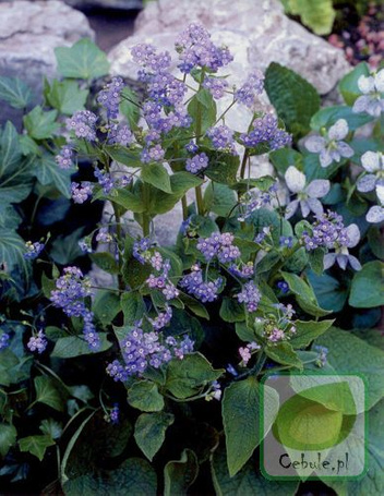 Brunnera (Brunnera) Macrophylla