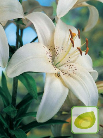 Lilia Tania (Lilium) Mont Blanc