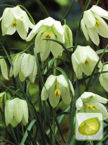 Szachownica (Fritillaria) Meleagris Alba