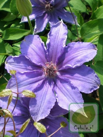 Powojnik (Clematis) Dzieci Warszawy