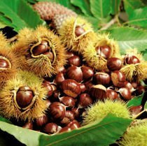 Kasztan Jadalny (Castanea sativa)