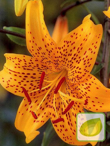 Lilia (Lilium) 'Leichtlini'