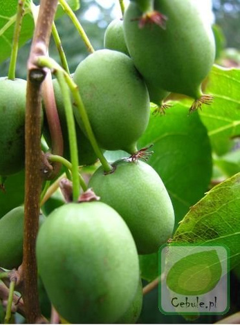 Mini Kiwi (Actinidia arguta) Genewa