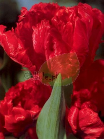 Tulipan Red Parrot