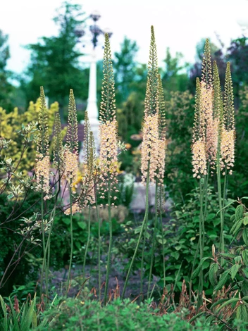 Pustynnik (Eremurus) 'Roford' 1 szt