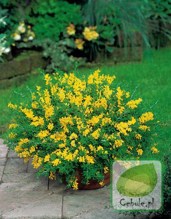 Żarnowiec - Cytisus Sadzonka w Doniczce  60 cm wysokości