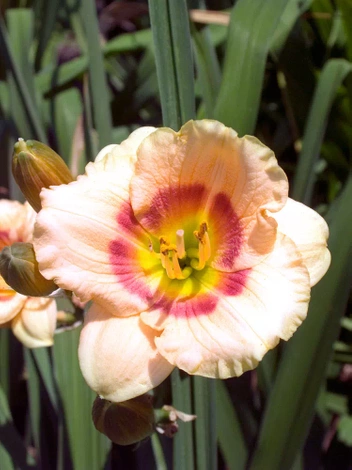 Liliowiec (Hemerocallis) 'Forty Seconds Street' 1 szt.