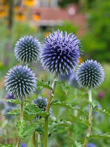 Nasiona Przegorzan Pospolity - Echinops