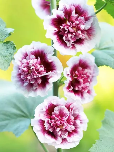 Malwa (Alcea) Creme de Cassis 1 szt.