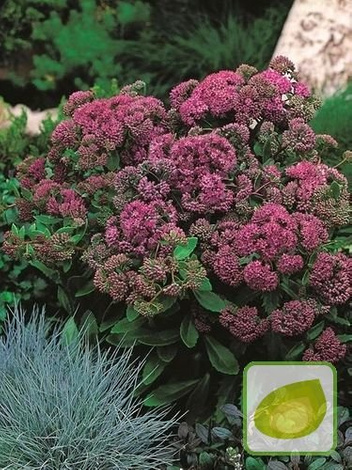 Rozchodnik (Sedum) Purple Emperor