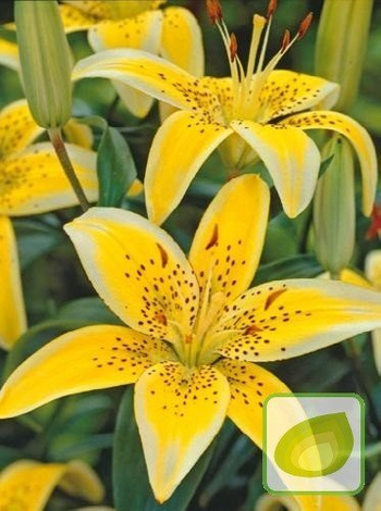 Lilia (Lilium) Yellow Electric