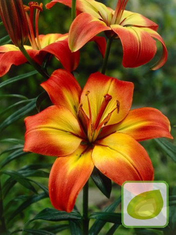 Lilia (Lilium) Forever Linda