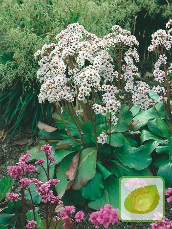 Bergenia (Bergenia) Silberlicht