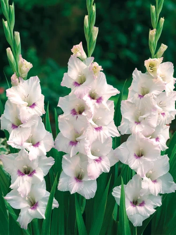 MEGAPAKA Mieczyk (Gladiolus) Home Coming