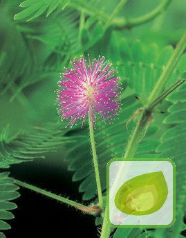 Nasiona Mimoza Wstydliwa Żywy Kwiat Mimosa Pudica