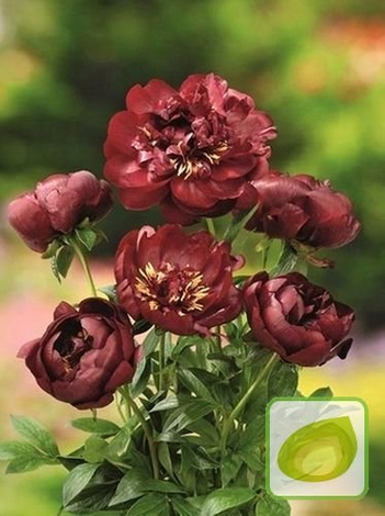 Peonia (Paeonia) Buckeye Bell