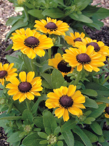 Rudbekia (Rudbeckia) 'Hirta Toto'