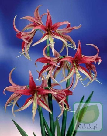 Zwartnica (Hippeastrum) La Paz