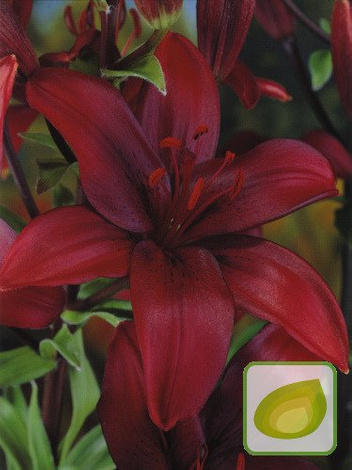 Lilia Tania (Lilium) America