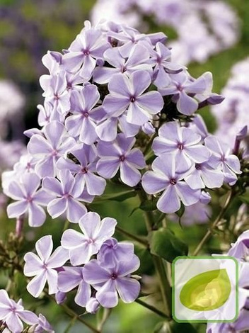 Floks (Phlox) 'All In One'