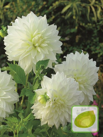 Dalia (Dahlia) Fleurel